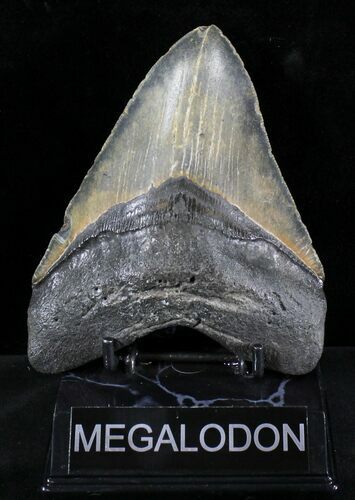 Huge Megalodon Tooth - North Carolina #23438
